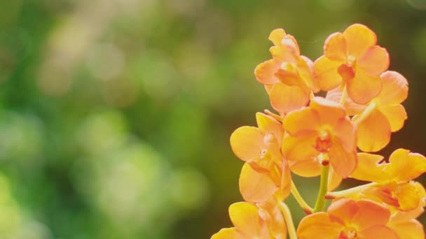 Primer Plano Flor Naranja Jardín Hermosa Flor Fondo Natural — Vídeos de Stock