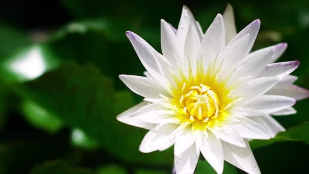 Vue Dessus Lotus Blanc Nénuphar Avec Fond Feuille Lotus — Video