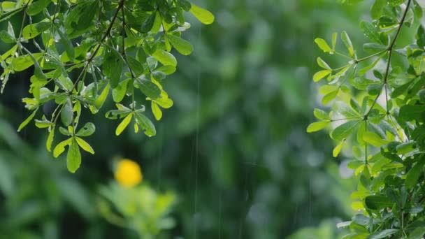 Primo Piano Che Piove Sull Albero Chiudere Piovendo Sulle Foglie — Video Stock