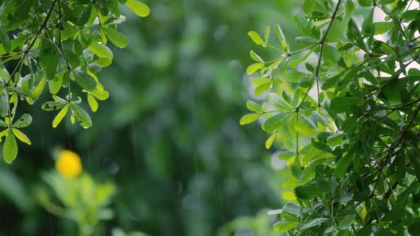 4K把雨淋在树上 白天把雨淋在树叶上 小树上的小雨 绿色自然概念 — 图库视频影像
