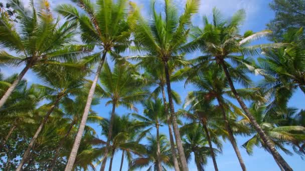 Dolní Pohled Kokosovou Palmu Pláži Zelená Kokosová Palma Modrým Nebem — Stock video