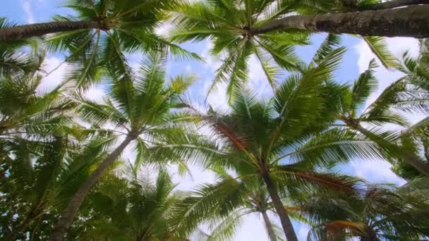 Ansicht Einer Kokospalme Strand Von Unten Grüne Kokospalme Mit Blauem — Stockvideo