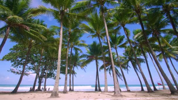 Концепция Летнего Отдыха Кокосовая Пальма Пляже Кокосовая Пальма Красивом Морском — стоковое видео