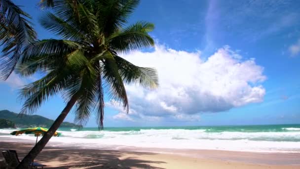 Concetto Estivo Vacanza Palma Cocco Sulla Spiaggia Palma Cocco Sulla — Video Stock