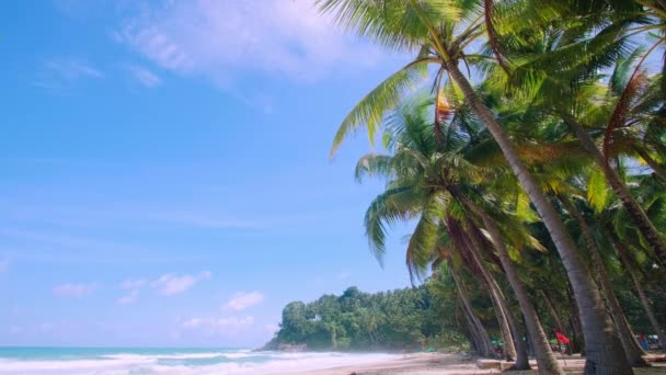 Tatil Yaz Tatili Konsepti Sahilde Hindistan Cevizi Palmiyesi Güzel Tropikal — Stok video