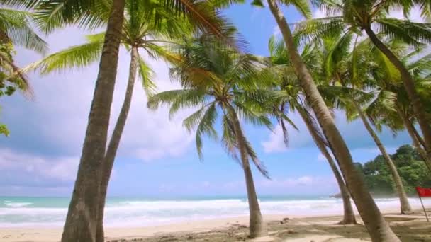 Tatil Yaz Tatili Konsepti Sahilde Hindistan Cevizi Palmiyesi Güzel Tropikal — Stok video