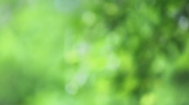 4K. Ağacın üzerine yakın çekim. Gündüz vakti yağmur yağarken kapatıyoruz. Küçük bir ağacın üzerine hafif yağmur yağıyor. Yeşil doğa kavramı.