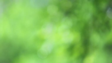 4K. Ağacın üzerine yakın çekim. Gündüz vakti yağmur yağarken kapatıyoruz. Küçük bir ağacın üzerine hafif yağmur yağıyor. Yeşil doğa kavramı.