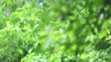 4K. Ağacın üzerine yakın çekim. Gündüz vakti yağmur yağarken kapatıyoruz. Küçük bir ağacın üzerine hafif yağmur yağıyor. Yeşil doğa kavramı.