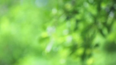 4K. Ağacın üzerine yakın çekim. Gündüz vakti yağmur yağarken kapatıyoruz. Küçük bir ağacın üzerine hafif yağmur yağıyor. Yeşil doğa kavramı.