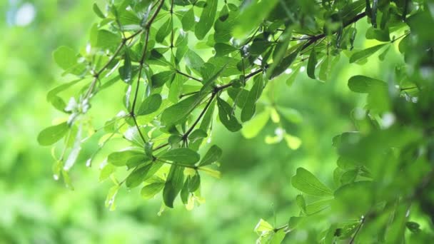 4K木の上で雨を閉じます 昼間は葉の上で雨を閉じてください 小さな木の上に光の雨 緑の自然概念 — ストック動画