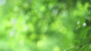 4K. Ağacın üzerine yakın çekim. Gündüz vakti yağmur yağarken kapatıyoruz. Küçük bir ağacın üzerine hafif yağmur yağıyor. Yeşil doğa kavramı.