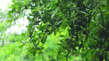 4K. Ağacın üzerine yakın çekim. Gündüz vakti yağmur yağarken kapatıyoruz. Küçük bir ağacın üzerine hafif yağmur yağıyor. Yeşil doğa kavramı.