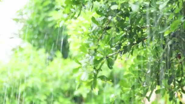 4K把雨淋在树上 白天把雨淋在树叶上 小树上的小雨 绿色自然概念 — 图库视频影像