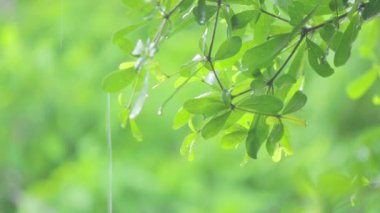 4K. Ağacın üzerine yakın çekim. Gündüz vakti yağmur yağarken kapatıyoruz. Küçük bir ağacın üzerine hafif yağmur yağıyor. Yeşil doğa kavramı.
