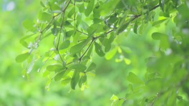 4K. Ağacın üzerine yakın çekim. Gündüz vakti yağmur yağarken kapatıyoruz. Küçük bir ağacın üzerine hafif yağmur yağıyor. Yeşil doğa kavramı.