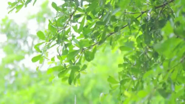 4K把雨淋在树上 白天把雨淋在树叶上 小树上的小雨 绿色自然概念 — 图库视频影像