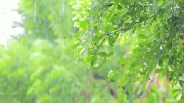 4K把雨淋在树上 白天把雨淋在树叶上 小树上的小雨 绿色自然概念 — 图库视频影像