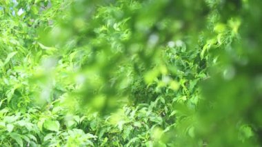 4K. Ağacın üzerine yakın çekim. Gündüz vakti yağmur yağarken kapatıyoruz. Küçük bir ağacın üzerine hafif yağmur yağıyor. Yeşil doğa kavramı.