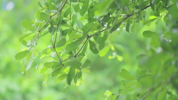 4K木の上で雨を閉じます 昼間は葉の上で雨を閉じてください 小さな木の上に光の雨 緑の自然概念 — ストック動画