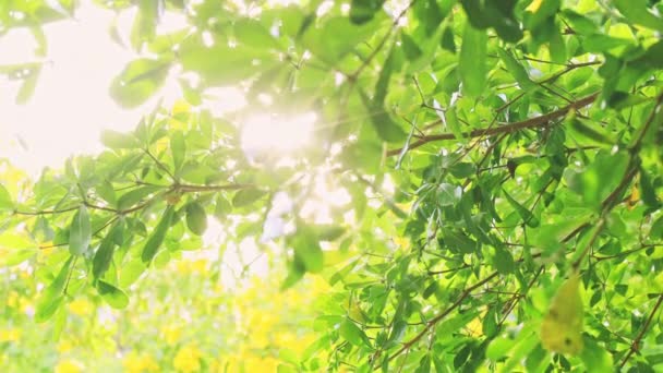 Verse Groene Bladeren Aan Boom Zwaaien Wind Elegante Groene Achtergrond — Stockvideo