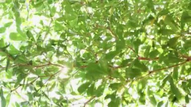 4K taze yeşil yapraklar rüzgarda sallanıyor. Yeşil yaprakların zarif yeşil arkaplanı ve güneş ışığıyla bokeh. Kamera, güneş ışığı arka planına sahip yeşil doğa ağacını hareket ettiriyor