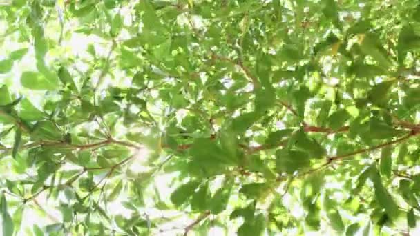 Foglie Verdi Fresche Sull Albero Ondeggiano Nel Vento Elegante Sfondo — Video Stock