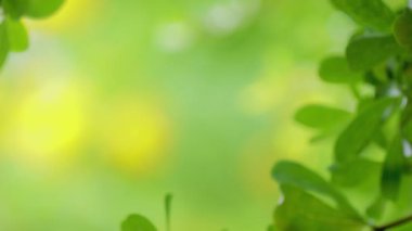 4K. Ağacın üzerine yakın çekim. Gündüz vakti yağmur yağarken kapatıyoruz. Küçük bir ağacın üzerine hafif yağmur yağıyor. Yeşil doğa kavramı.