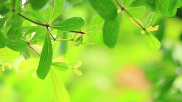 Gros Plan Pluie Sur Arbre Fermer Pluie Sur Les Feuilles — Video