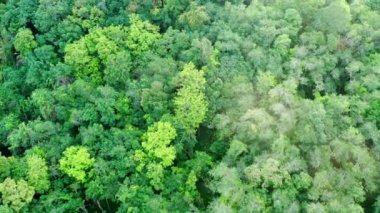 4K hava aracı yaz mevsiminde gündoğumunda ormanın en üst görüntüsünü alıyor. Ladin kozalaklı ağaç tepelerinde uçan İHA çekimi, doğal arka plan görüntüleri.
