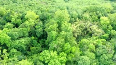 4K hava aracı yaz mevsiminde gündoğumunda ormanın en üst görüntüsünü alıyor. Ladin kozalaklı ağaç tepelerinde uçan İHA çekimi, doğal arka plan görüntüleri.