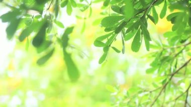 4K. Ağacın üzerine yakın çekim. Gündüz vakti yağmur yağarken kapatıyoruz. Küçük bir ağacın üzerine hafif yağmur yağıyor. Yeşil doğa kavramı.