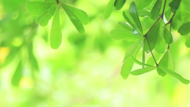 Gros Plan Pluie Sur Arbre Fermer Pluie Sur Les Feuilles — Video