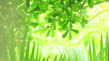 Ağacın üzerine yakın mesafeden yağmur yağıyor. Gündüz vakti yağmur yağarken kapatıyoruz. Küçük bir ağacın üzerine hafif yağmur yağıyor. Yeşil doğa kavramı.