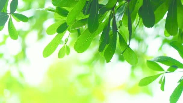 Cerca Lloviendo Sobre Árbol Primer Plano Lloviendo Sobre Las Hojas — Vídeos de Stock