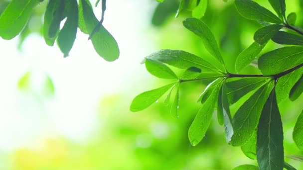 Chiudete Piovendo Sull Albero Chiudere Piovendo Sulle Foglie Durante Giorno — Video Stock