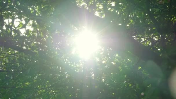 Foglie Verdi Fresche Sull Albero Ondeggiano Nel Vento Elegante Sfondo — Video Stock