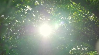 Rüzgarda sallanan ağaçtaki taze yeşil yapraklar. Yeşil yaprakların zarif yeşil arkaplanı ve güneş ışığıyla bokeh. Kamera, güneş ışığı arka planına sahip yeşil doğa ağacını hareket ettiriyor