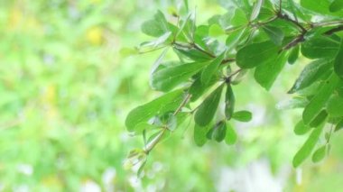 Rüzgarda sallanan ağaçtaki taze yeşil yapraklar. Yeşil yaprakların zarif yeşil arkaplanı ve güneş ışığıyla bokeh. Kamera, güneş ışığı arka planına sahip yeşil doğa ağacını hareket ettiriyor