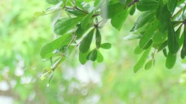 Rüzgarda sallanan ağaçtaki taze yeşil yapraklar. Yeşil yaprakların zarif yeşil arkaplanı ve güneş ışığıyla bokeh. Kamera, güneş ışığı arka planına sahip yeşil doğa ağacını hareket ettiriyor