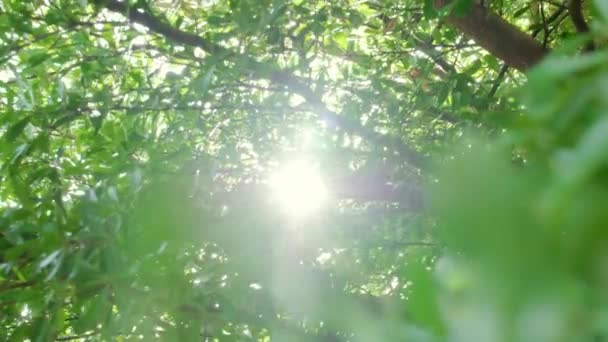 바람에 흔들리는 나무에 햇빛을 초목이 우거진 광선을 배경으로 나무를 카메라 — 비디오
