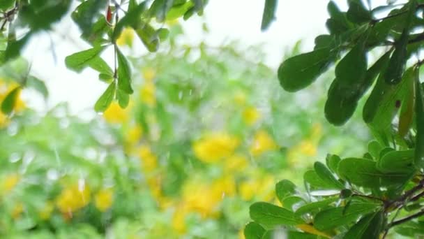 Świeże Zielone Liście Drzewie Kołyszą Się Wietrze Eleganckie Zielone Tło — Wideo stockowe