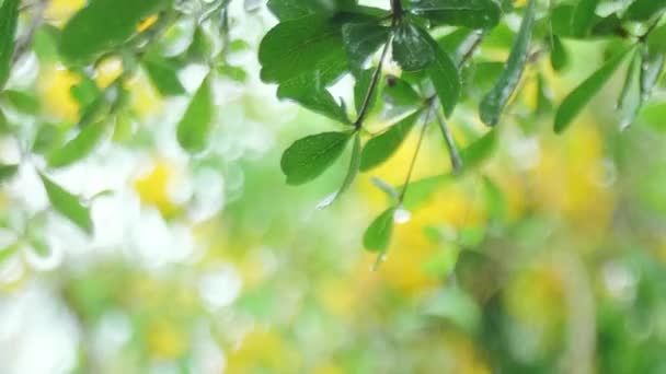 新鲜的绿叶在风中摇曳 绿叶的优雅的绿色背景和阳光下的防晒霜 带太阳光背景的移动绿色自然树相机 — 图库视频影像
