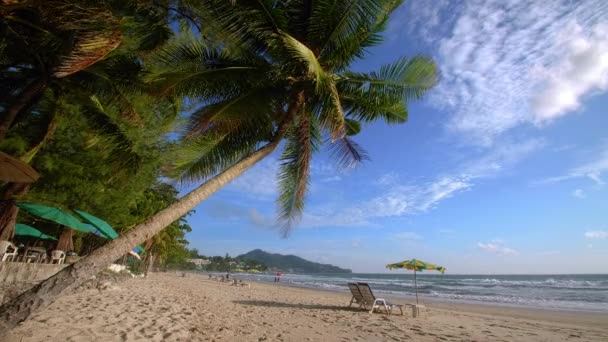 Sommerferienkonzept Kokospalmen Strand Kokospalme Auf Der Schönen Tropischen Küste Malerischen — Stockvideo