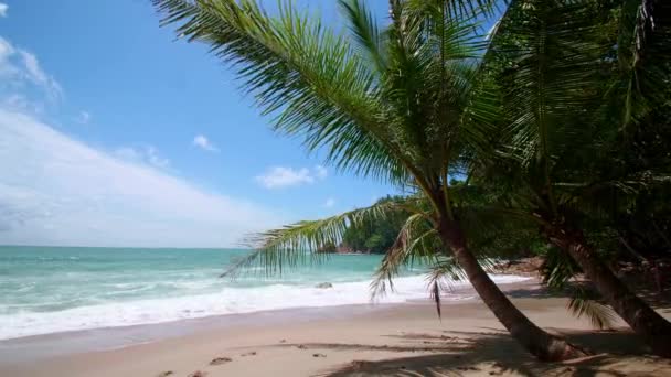 Dovolená Letní Koncept Kokosové Palmy Pláži Kokosové Palmy Krásné Tropické — Stock video
