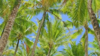 4K Tatil Yaz Tatili Konsepti. Sahilde hindistan cevizi palmiyesi. Güzel tropikal deniz manzaralı Phuket Adası 'ndaki hindistan cevizi palmiyesi Tayland' ın ünlü turistik beldesi Andaman Denizi Özgürlük Kumsalı