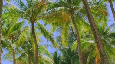 4K Tatil Yaz Tatili Konsepti. Sahilde hindistan cevizi palmiyesi. Güzel tropikal deniz manzaralı Phuket Adası 'ndaki hindistan cevizi palmiyesi Tayland' ın ünlü turistik beldesi Andaman Denizi Özgürlük Kumsalı