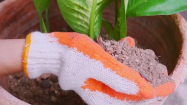 Kadının elini kapayın ve saksılara toprak serpin. Eldiven giyen kadın eller ağaç dikmek için toprağı serpiyor. Yeşillik yetiştirme konsepti, ev bahçesi