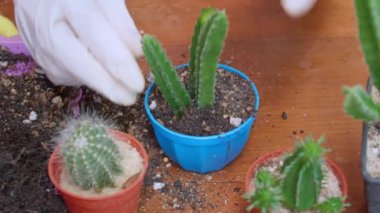 Kadının elini kapayın ve saksılara toprak serpin. Eldiven giyen kadın eller kaktüs ağaçlarına toprağı serpiyor. Yeşillik yetiştirme konsepti, ev bahçesi. Dikey görüntüler