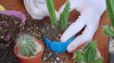 Kadının elini kapayın ve saksılara toprak serpin. Eldiven giyen kadın eller kaktüs ağaçlarına toprağı serpiyor. Yeşillik yetiştirme konsepti, ev bahçesi. Dikey görüntüler